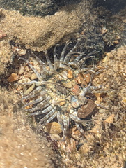 Anthopleura dixoniana