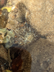 Anthopleura dixoniana