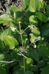 Knowltonia vesicatoria