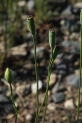 Papaver albiflorum
