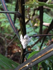 Septobasidium simmondsii