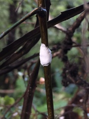 Septobasidium simmondsii