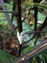 Septobasidium simmondsii