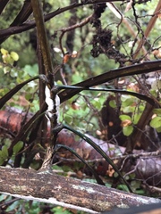 Septobasidium simmondsii