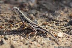 Callisaurus draconoides rhodostictus