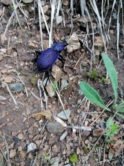 Carabus scabrosus
