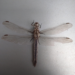 Orthetrum brunneum