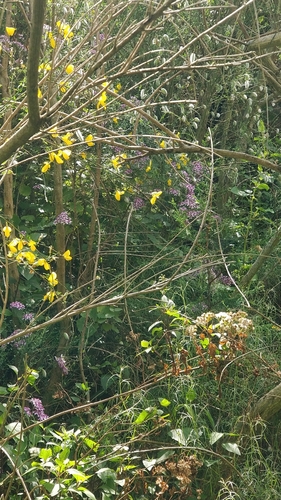 Pericallis aurita image