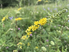 Agrimonia procera