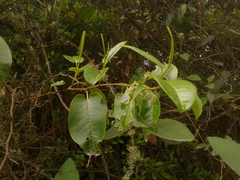 Muehlenbeckia tamnifolia