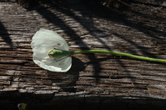 Papaver albiflorum