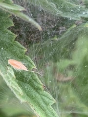 Allagelena gracilens