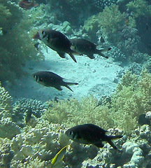 Chromis weberi