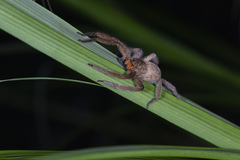 Heteropoda pingtungensis
