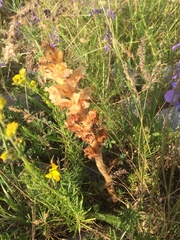 Orobanche caryophyllacea