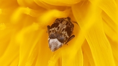 Bruchidius bimaculatus