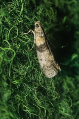 Sciota rhenella