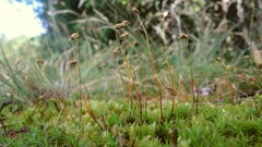 Polytrichum longisetum