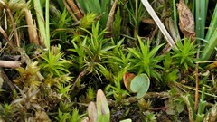 Polytrichum longisetum