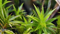 Polytrichum longisetum