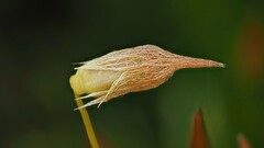 Polytrichum longisetum