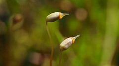 Polytrichum longisetum