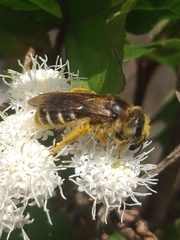 Halictus frontalis