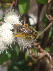 Halictus frontalis