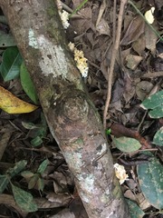 Tremella fuciformis image