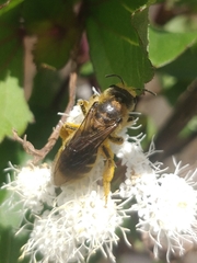 Halictus frontalis