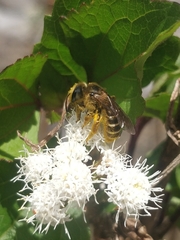 Halictus frontalis