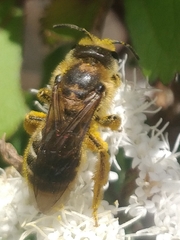 Halictus frontalis