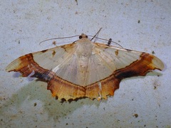 Zeheba lucidata