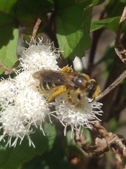 Halictus frontalis