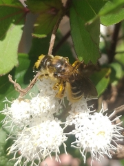 Halictus frontalis