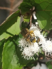 Halictus frontalis