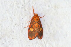Ammatho cuneonotatus