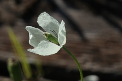 Papaver albiflorum