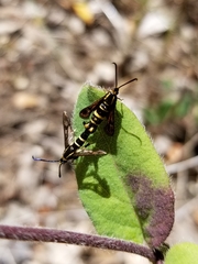 Synanthedon bibionipennis