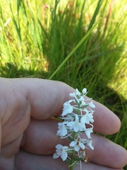 Platanthera nivea