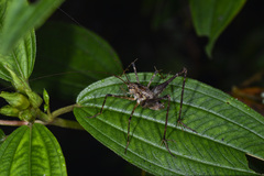 Diestrammena japanica