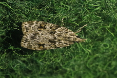 Scoparia pyralella