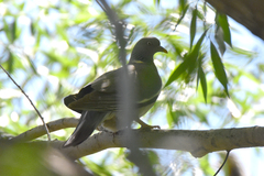 Columba palumbus casiotis