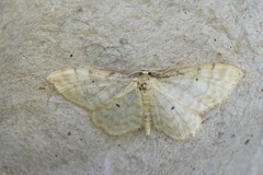 Idaea fuscovenosa
