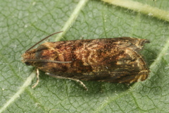 Grapholita janthinana
