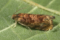 Grapholita janthinana