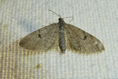 Eupithecia indigata