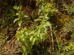 Alonsoa meridionalis