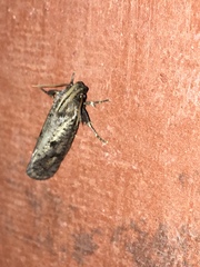 Acrolophinae