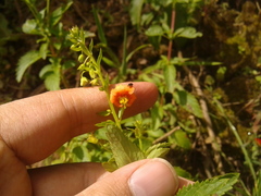 Alonsoa meridionalis